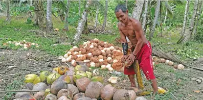  ?? PHOTO BY MARK PERANDOS ?? A Philippine Coconut Authority (PCA) 11 official said the decline of copra price is a result of the law of supply and demand in the global market and that this is only temporary.