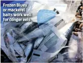  ??  ?? Frozen Bluey or mackerel baits work well for conger eels
