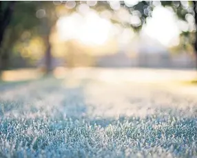  ?? ?? Frosted grass is a common feature just now, especially in the north.