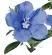  ??  ?? Gloire du matin Blue My
Mind cette annuelle est tolérante à la chaleur et donne de vraies
fleurs bleues tout l’été.