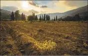  ??  ?? A SMALL patch of crop grows in the tilled soil of the verdant Bisri Valley about 20 miles south of Beirut.