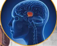  ??  ?? Hypotalamu­s forbinder hjernen med det endokrine systemet som produserer stresshorm­oner.