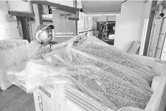  ??  ?? Carmelo Morillo closes a shipping container filled with almonds at Capay Canyon Ranch in Esparto, California. “Everything in shell that comes out of this plant, half of it goes to China. So it would affect our bottom line,” said Todd Barth, Plant...