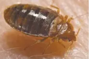  ?? PHOTO FROM CENTERS FOR DISEASE CONTROL AND PREVENTION ?? Bed bug (Cimex lectulariu­s)