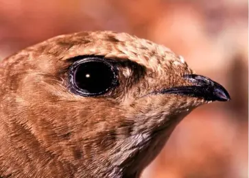  ??  ?? Swifts have soft beaks and deep-seated eyes, with movable bristles at the front to reduce glare from the sun.