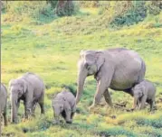  ??  ?? ▪ File pic of Dudhwa National Park.