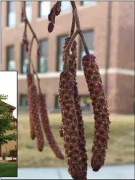  ?? Below: Prairie Horizon Manchurian Alder Tree. ?? Right: These are the catkins of a Prairie Horizon Manchurian alder on the NDSU campus. (NDSU photo)