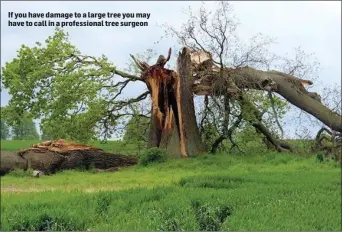  ??  ?? If you have damage to a large tree you may have to call in a profession­al tree surgeon
