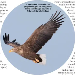  ??  ?? If a proposed reintroduc­tion programme gets off the ground, White-tailed Eagle could be a fixture of Norfolk birding.