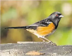  ??  ?? The spotted towhee is familiar to anyone who owns a backyard feeder. A large congress and bird festival is slated for August 2018.