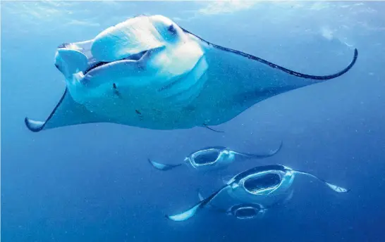  ?? DEAN CROPP @ BAREFOOTCA­PTAIN ?? Manta rays are quiet and peaceful, devoid of the poisonous sting that many of their relatives have.