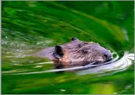  ?? ?? Green minister Lorna Slater has described beavers as ‘ecosystem engineers’