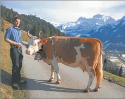  ??  ?? ANEMONE. Esta belleza de 700 kilos fue elegida Miss Lenk 2017. El ganado Simmental provee carne tierna, sabrosa y magra.