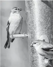  ?? Kathy Adams Clark ?? American goldfinche­s love to stop for nyjer seeds in a mesh feeder or a tube feeder.