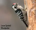  ??  ?? Lesser Spotted Woodpecker
