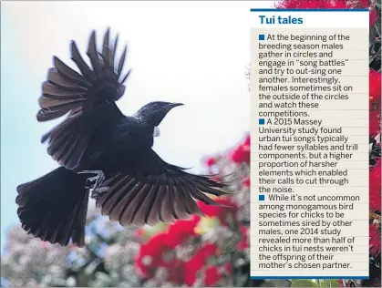  ??  ?? MIMICS: Researcher­s say habitat plays a role in tui song complexity. PHOTO/ALAN GIBSON