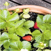  ?? Photo / NZME ?? Strawberri­es will fit into any size garden and also grow well in pots and containers.