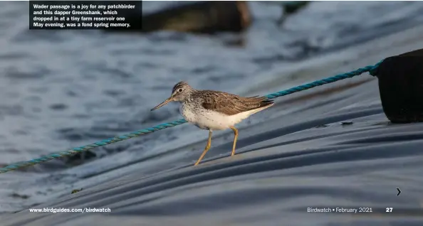  ??  ?? Wader passage is a joy for any patchbirde­r and this dapper Greenshank, which dropped in at a tiny farm reservoir one May evening, was a fond spring memory.