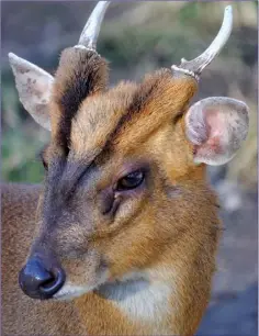  ??  ?? Adult male Muntjac have antlers, a V-shaped mark on their foreheads and large scent glands under their eyes.