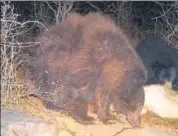  ?? HT PHOTO ?? Brown sloth bear sighted in Kailadevi forest.