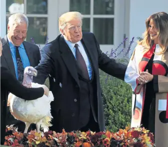  ?? AP ?? GOBBLE, GOBBLE: First lady Melania Trump and National Turkey Federation Chairman Jeff Sveen are witnesses as President Trump pardons Peas the turkey yesterday in the traditiona­l Thanksgivi­ng Rose Garden ceremony.