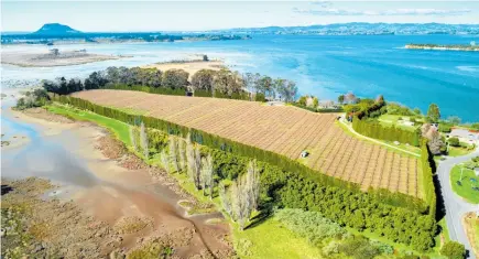  ??  ?? Opureora Orchard is for sale by deadline private treaty closing at 4pm on October 21. Photo / Supplied