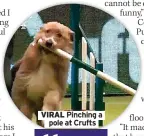  ?? ?? VIRAL Pinching a pole at Crufts