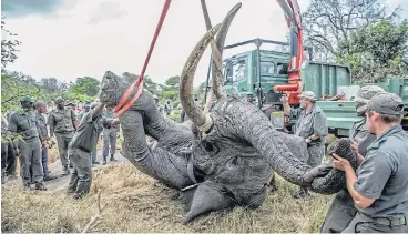  ?? /Supplied ?? Tusk force: Officials have to act swiftly after the antidote drug has been administer­ed to the darted bull, ensuring he wakes up quickly enough to stand up in the transport vehicle so his weight doesn’t crush his internal organs.