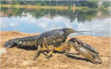  ?? FOTO: RANJA ANDRIANTSO­A/DPA ?? Procambaru­s virginalis stammt ursprüngli­ch aus einem Aquarium. Die Art breitet sich invasiv aus.