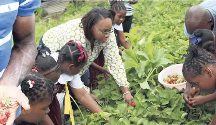  ?? CONTRIBUTE­D PHOTOS ?? Member of Parliament for East Rural St Andrew Juliet Holness (left) and organic farmer Fitzroy Mais (right) assisting students who are a part of the Nestlé Healthy Kids Programme in picking fresh strawberri­es to be used by Jacqui Tyson for brunch.