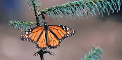  ?? AP PHOTO ?? A monarch butterfly rests Thursday in the Amanalco de Becerra sanctuary, on the mountains near the extinct Nevado de Toluca volcano, in Mexico.