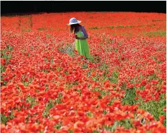  ??  ?? Pictures: OLIVER DIZON/SWNS
Little petal...Fleur, 12, among the poppies in Woolley, West Yorks