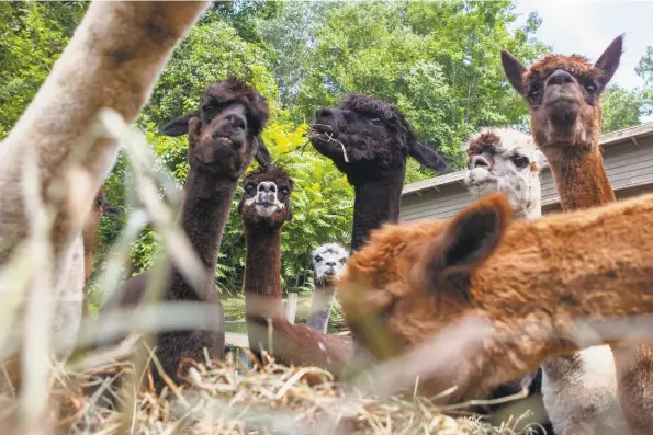  ?? Johnathon Henninger / For Hearst Connecticu­t Media Group ?? Bella Alpacas Farm/ Sanctuary in New Milford, run by Salvatore Apicella, cares for rescued alpacas and other animals.