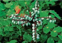  ?? Courtesy photo ?? Mahonia is an underutili­zed shrub that grows 10-15 feet tall.