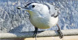  ?? JUDITH GUSTAFSSON ?? The White-breasted Nuthatch regularly visits bird feeders eating sunflower seeds and suet.