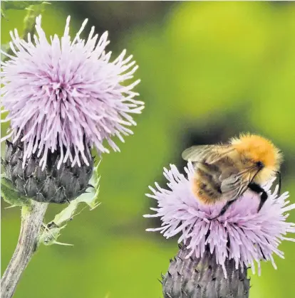  ??  ?? Let it bee Alex Ireland was enjoying a walk in his Carse of Gowrie garden when he spotted this visitor