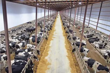  ?? RICK WOOD / MILWAUKEE JOURNAL SENTINEL ?? Kinnard Farms milks 6,500 cows in Kewaunee County. The size of dairy herds and managing cattle waste have become increasing­ly contentiou­s in northeaste­rn Wisconsin. See more photos, video at jsonline.com/news.