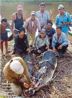  ??  ?? PENDUDUK menunjukka­n buaya yang ditangkap di Sungai Nakat.