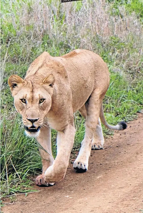  ?? Pictures: Richard Holmes ?? STALKER A lioness wanders along the road.