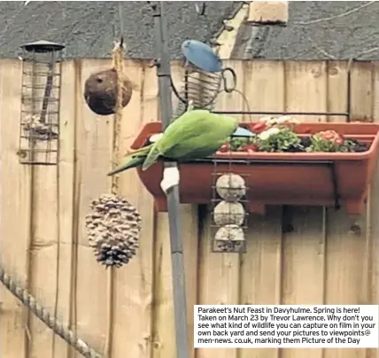  ??  ?? Parakeet’s Nut Feast in Davyhulme. Spring is here! Taken on March 23 by Trevor Lawrence. Why don’t you see what kind of wildlife you can capture on film in your own back yard and send your pictures to viewpoints@ men-news. co.uk, marking them Picture of the Day