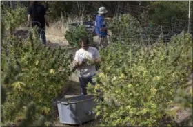  ?? RICH PEDRONCELL­I — THE ASSOCIATED PRESS FILE ?? Anthony Viator, center, and other workers harvest marijuana plants on grower Laura Costa’s farm near Garbervill­e Marijuana is a crop just like beans and broccoli but while it was in the ground all the pot that was harvested this year didn’t get the...