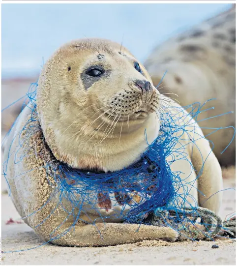 ??  ?? Plastic waste has become the subject of one of the most urgent of global issues – as this image of a seal at Horsey Gap, off the Norfolk coast, caught up in discarded fishing net, attests