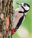  ?? Foto: Sven Hoppe, dpa ?? Weibliche Buntspecht­e trommeln kürzer als männliche.