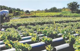  ??  ?? Em Macaé, horta hidropônic­a no bairro Califórnia já produz alimentos