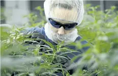  ?? SEAN KILPATRICK ?? Workers produce medical marijuana at Canopy Growth Corporatio­n’s Tweed facility in Smiths Falls, Ont., on Monday.