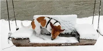  ?? Foto: Marianne Stenglein ?? Hund Charly vertreibt die Kälte auf sportliche Weise: Er schaukelt auf dem Gelände des VfL Günzburg, Abteilung Kanu – zumindest probiert er es.
