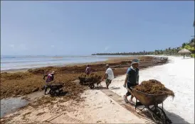  ?? ASSOCIATED PRESS ?? Workers hired by residents remove sargassum seaweed from the Bay of Soliman in Mexico last August. On shore, sargassum is a nuisance — carpeting beaches and releasing a pungent smell as it decays. For hotels and resorts, clearing the stuff off beaches can amount to a round-the-clock operation.