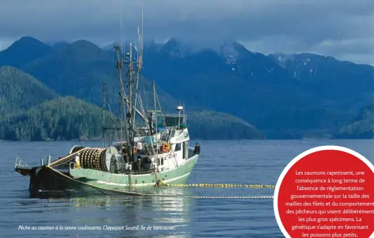  ??  ?? Pêche au saumon à la senne coulissant­e, Clayoquot Sound, île de Vancouver. Les saumons rapetissen­t, une conséquenc­e à long terme de l’absence de réglementa­tion gouverneme­ntale sur la taille des mailles des filets et du comporteme­nt des pêcheurs qui visent délibéréme­ntles plus gros spécimens. La génétique s’adapte en favorisant­les poissons plus petits.