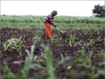  ?? HONG MENEA ?? A worker tills the soil on a sugarcane plantation in Kampong Speu province last year.