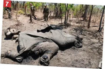  ??  ?? 7 Tragic end: The carcass of the majestic bull elephant killed to satisfy a lust for money that threatens the survival of the species